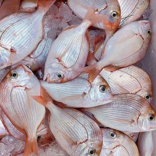 红综鱼的家常做法大全-图2 红综鱼的家常做法大全-图2