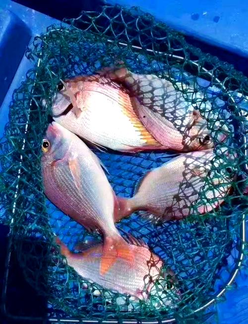 红综鱼的家常做法大全-图3 红综鱼的家常做法大全-图3