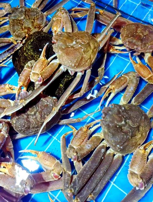 夏季都有哪些时令海鲜-图2