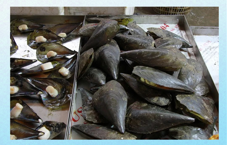 黑色贝壳海鲜有哪些品种？-图1