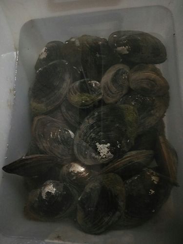 黑色贝壳海鲜有哪些品种？-图3