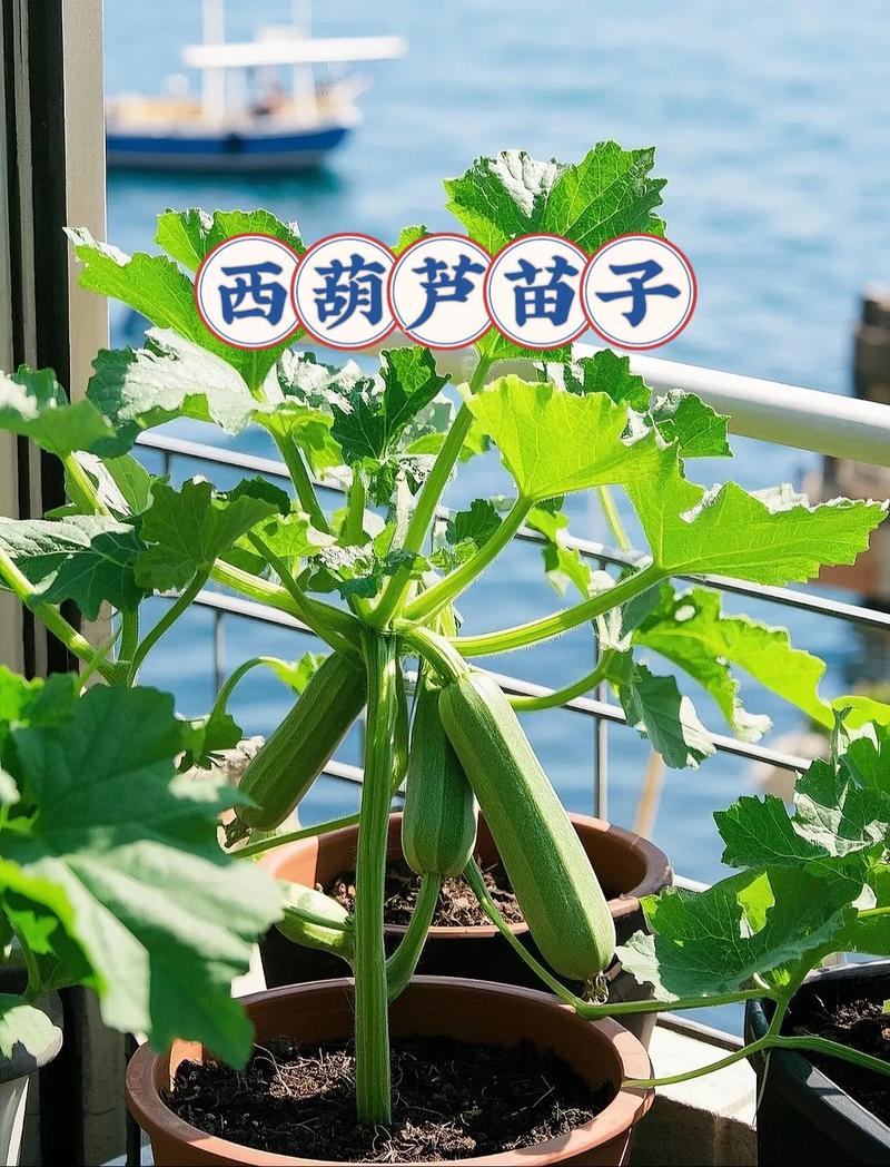 宝宝几个月能吃西葫芦？-图1