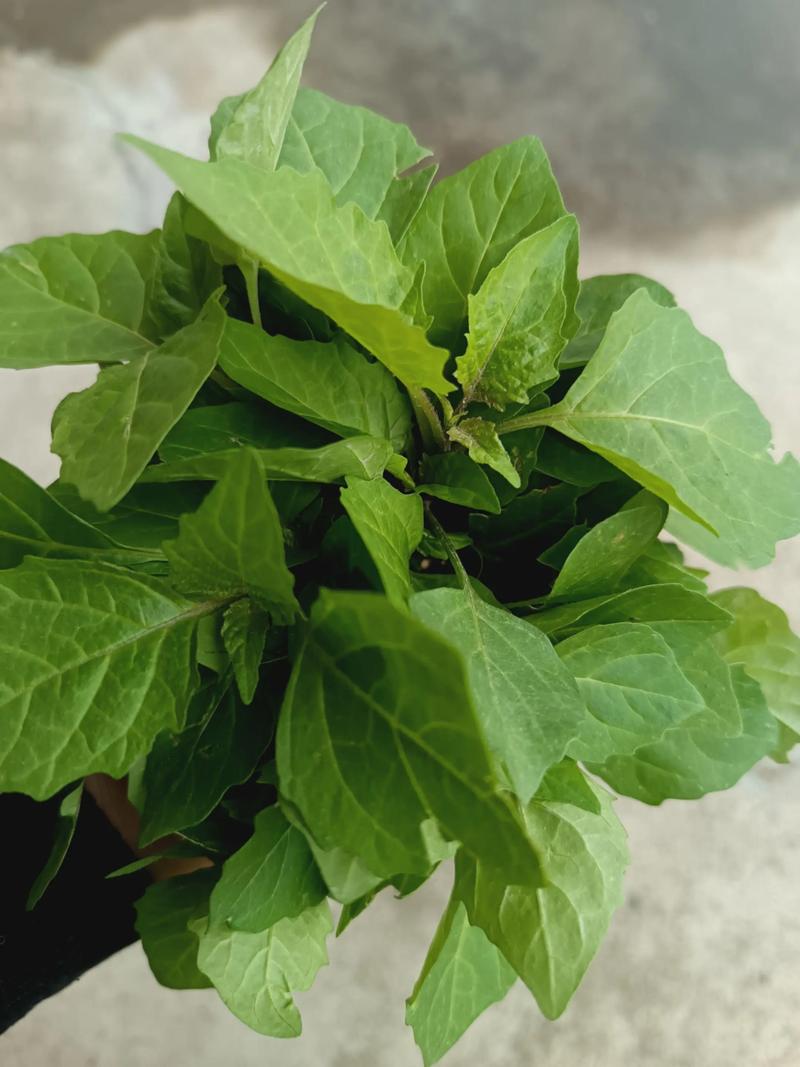 白花菜怎么做？家常做法大全-图1