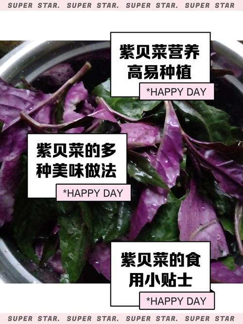 宝宝辅食能吃紫菜吗？-图2