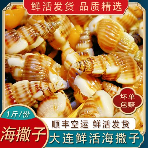 海瓜子一斤多少钱？-图1