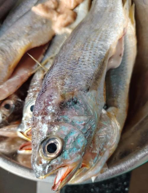 小黄鱼和带鱼算海鲜吗？-图3