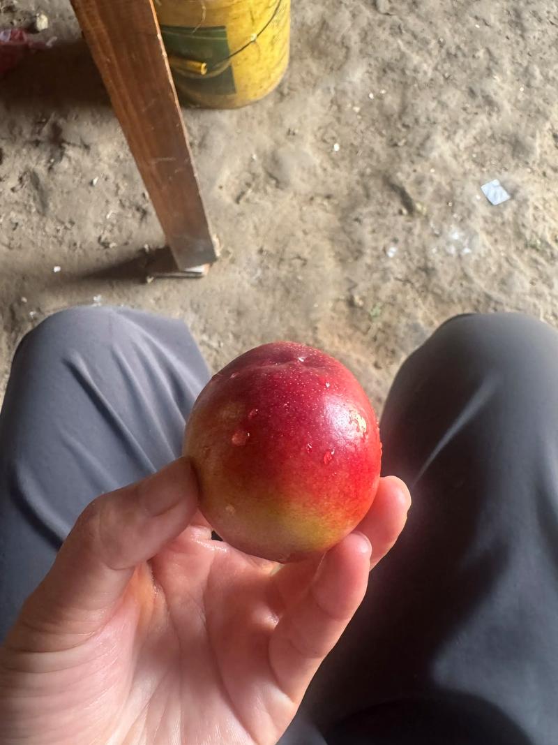 海鲜后能马上吃油桃吗？-图2