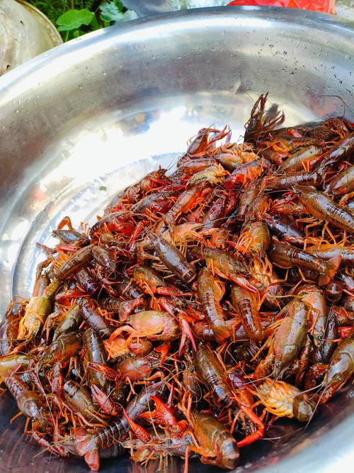 白家海鲜市场的小龙虾够新鲜吗？-图1