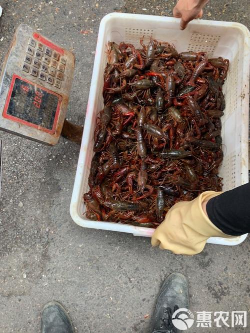 白家海鲜市场的小龙虾够新鲜吗？-图3