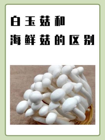 宝宝能吃海鲜菇吗？-图2